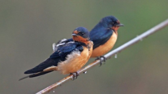 Barn Swallow Behavior Shift May Be Evolutionary Cornell Chronicle